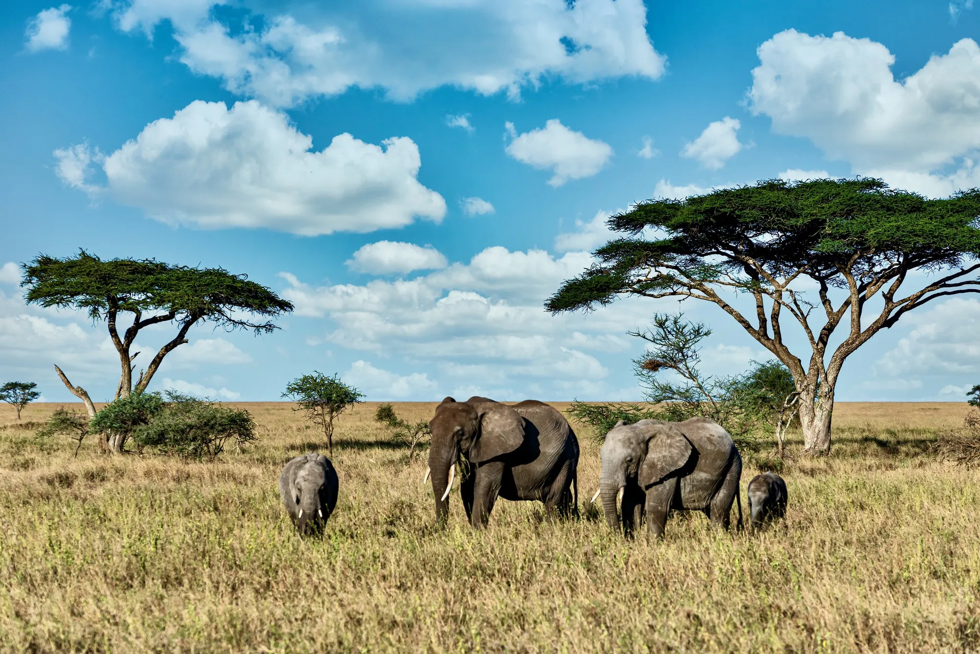 Africa eSIM